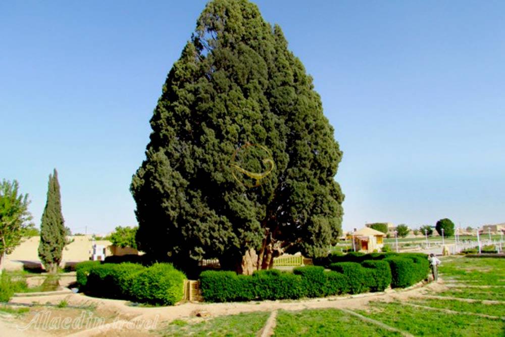 سرو ابرکوه | علاءالدین تراول