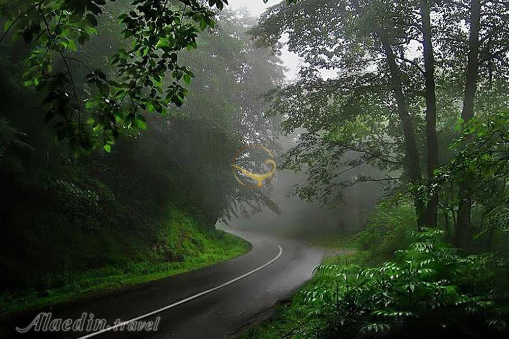 جنگل عباس آباد | علاءالدین تراول