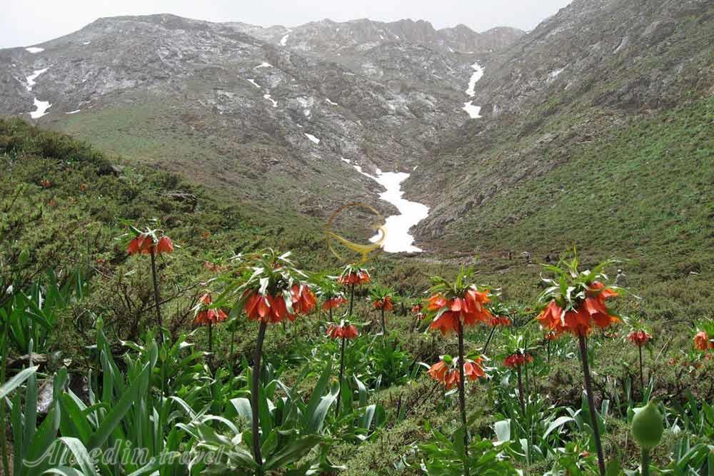 دشت های لاله واژگون الیگودرز | علاءالدین تراول