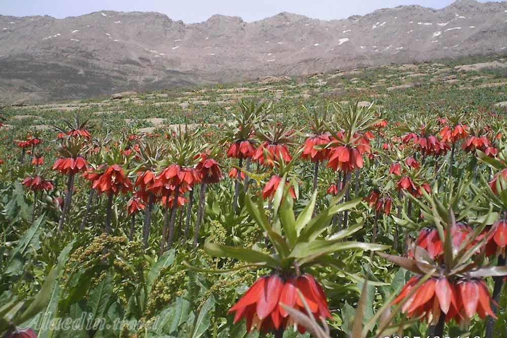 دشت های لاله واژگون الیگودرز | علاءالدین تراول