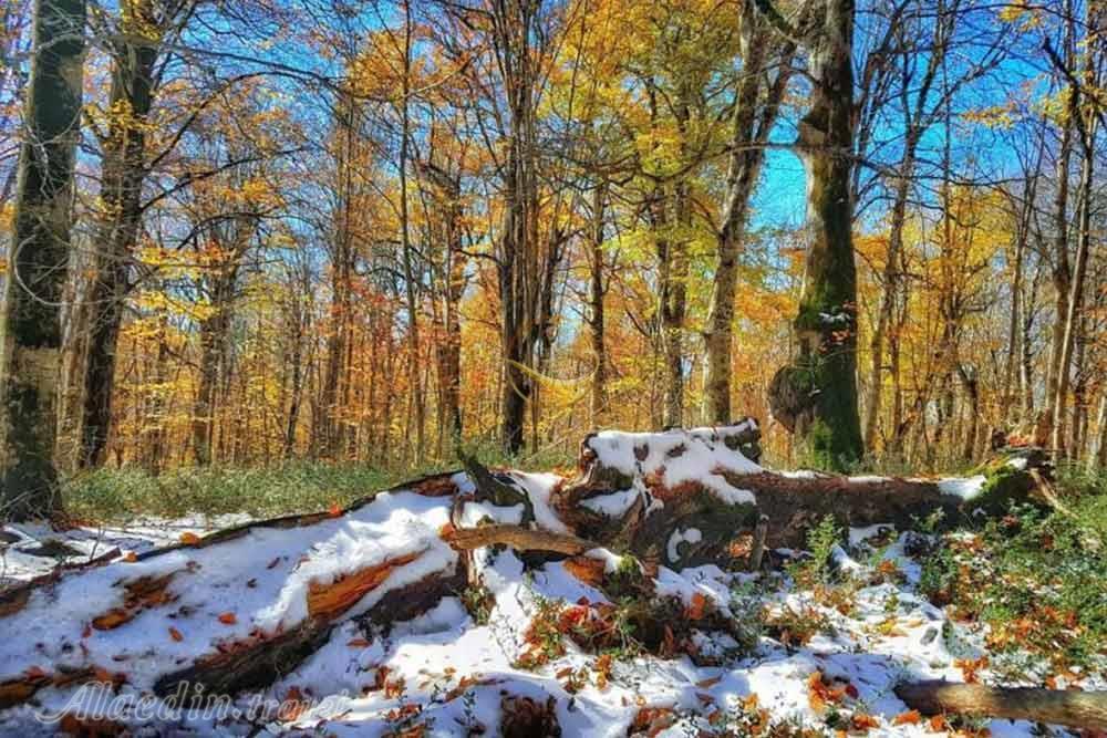 جنگل الیمستان آمل | علاءالدین تراول