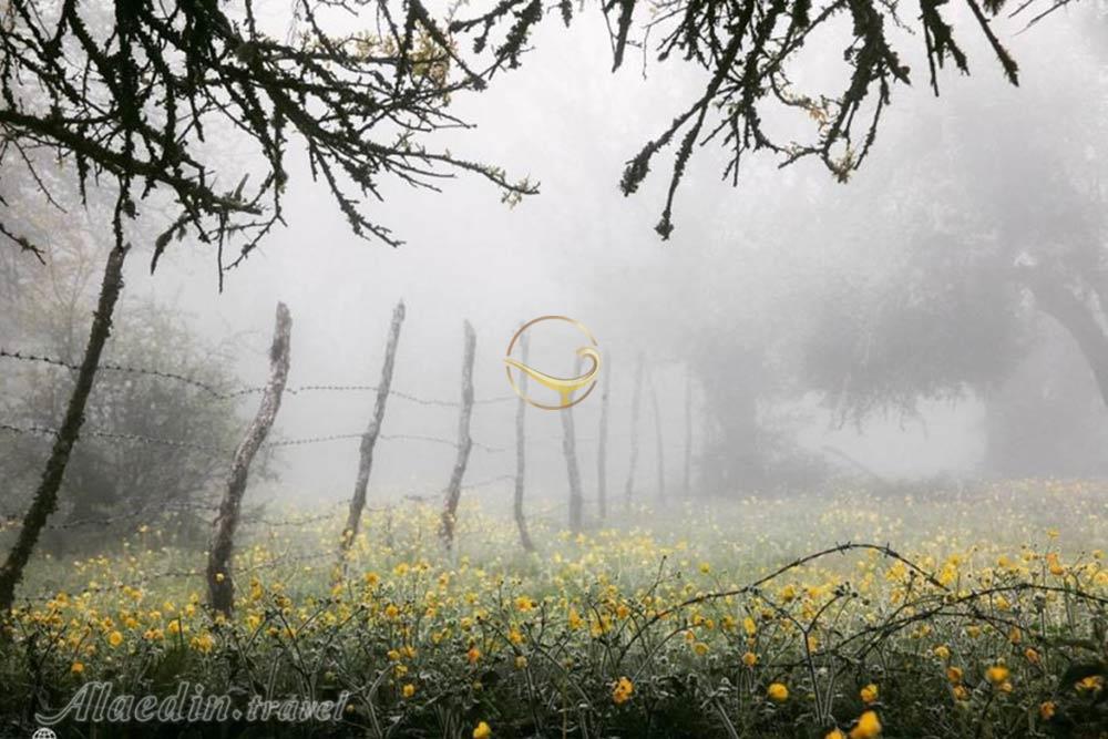 جنگل الیمستان آمل | علاءالدین تراول