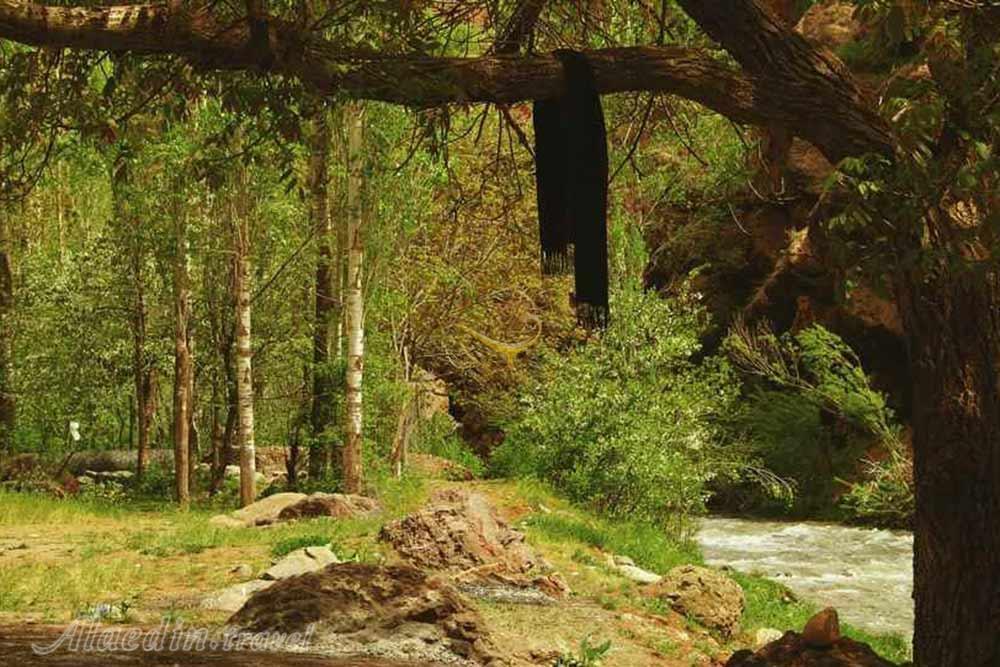 جنگل الیمستان آمل | علاءالدین تراول