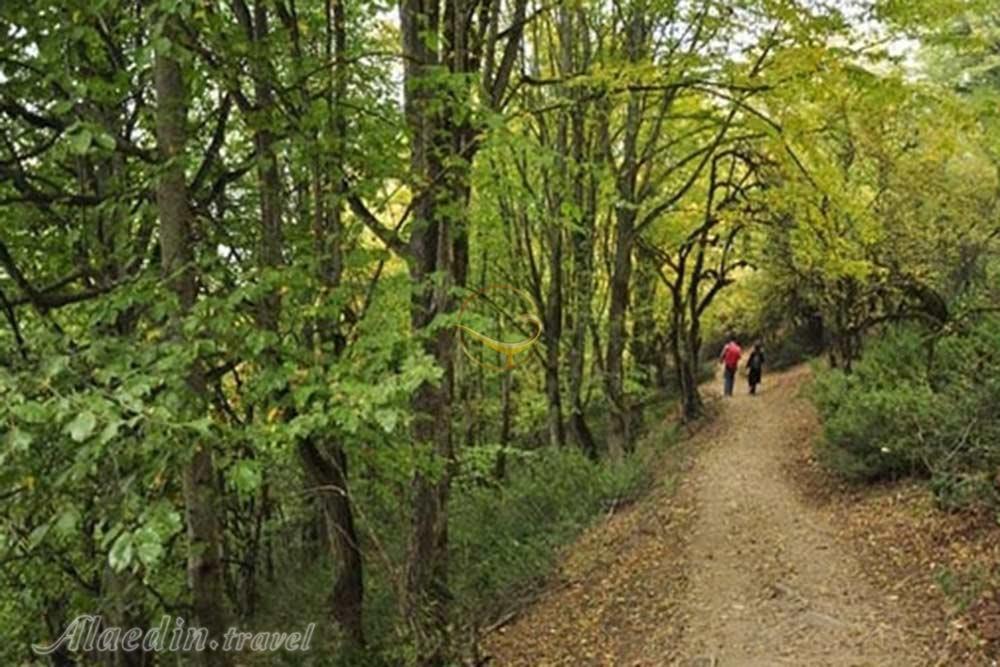 جنگل الیمستان آمل | علاءالدین تراول