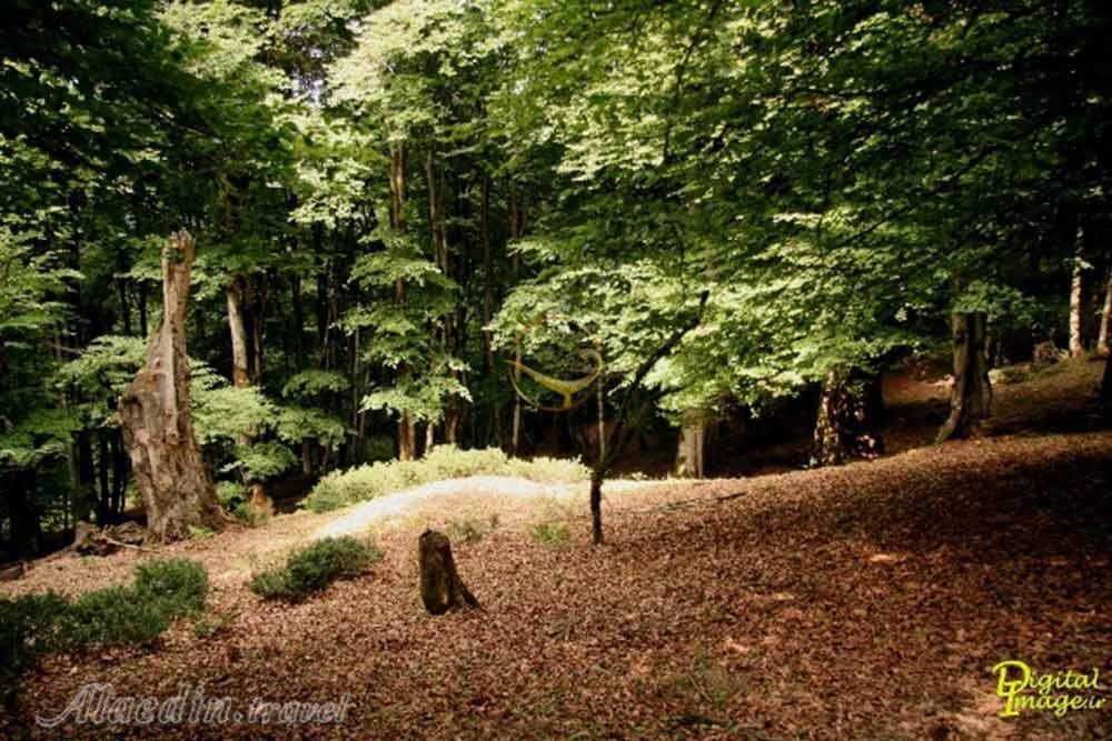 جنگل الیمستان آمل | علاءالدین تراول