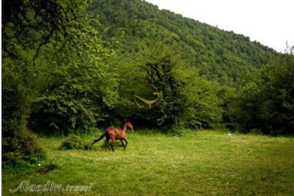 جنگل الیمستان آمل | علاءالدین تراول