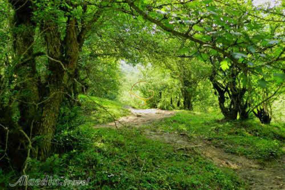 جنگل الیمستان آمل | علاءالدین تراول