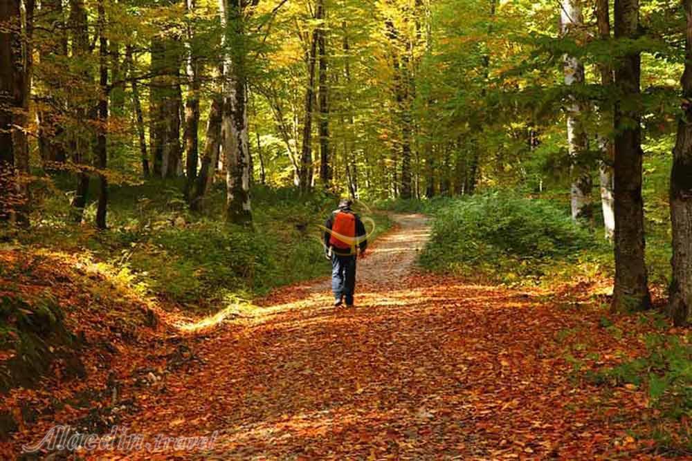 جنگل الیمستان آمل | علاءالدین تراول