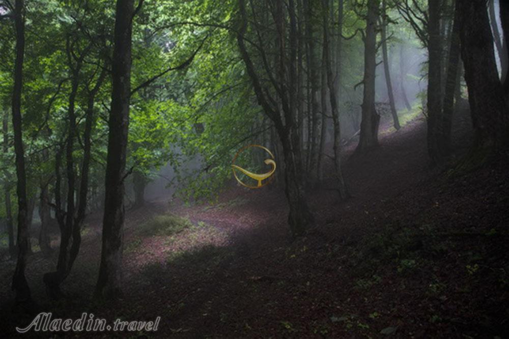 جنگل الیمستان آمل | علاءالدین تراول