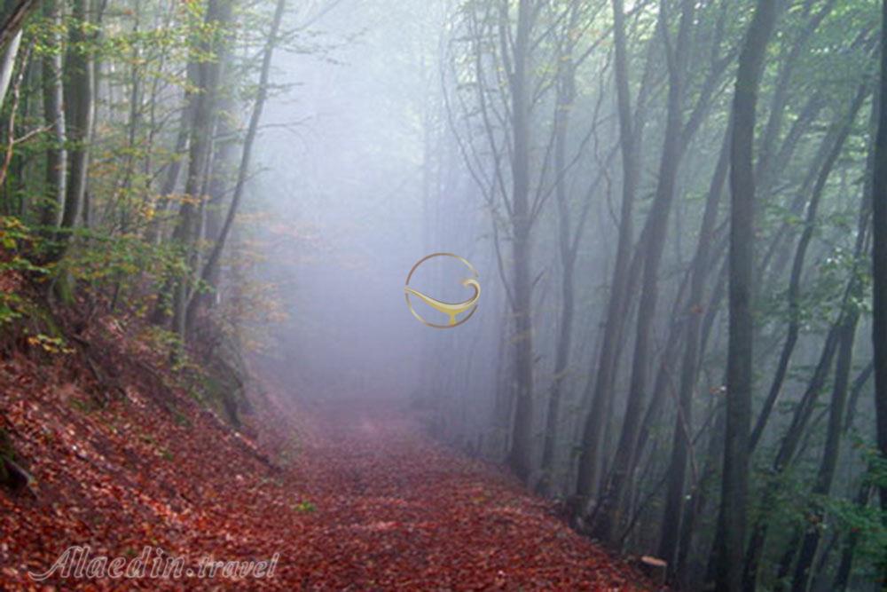 جنگل الیمستان آمل | علاءالدین تراول