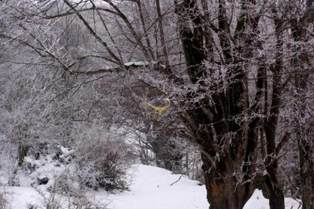 جنگل الیمستان آمل | علاءالدین تراول