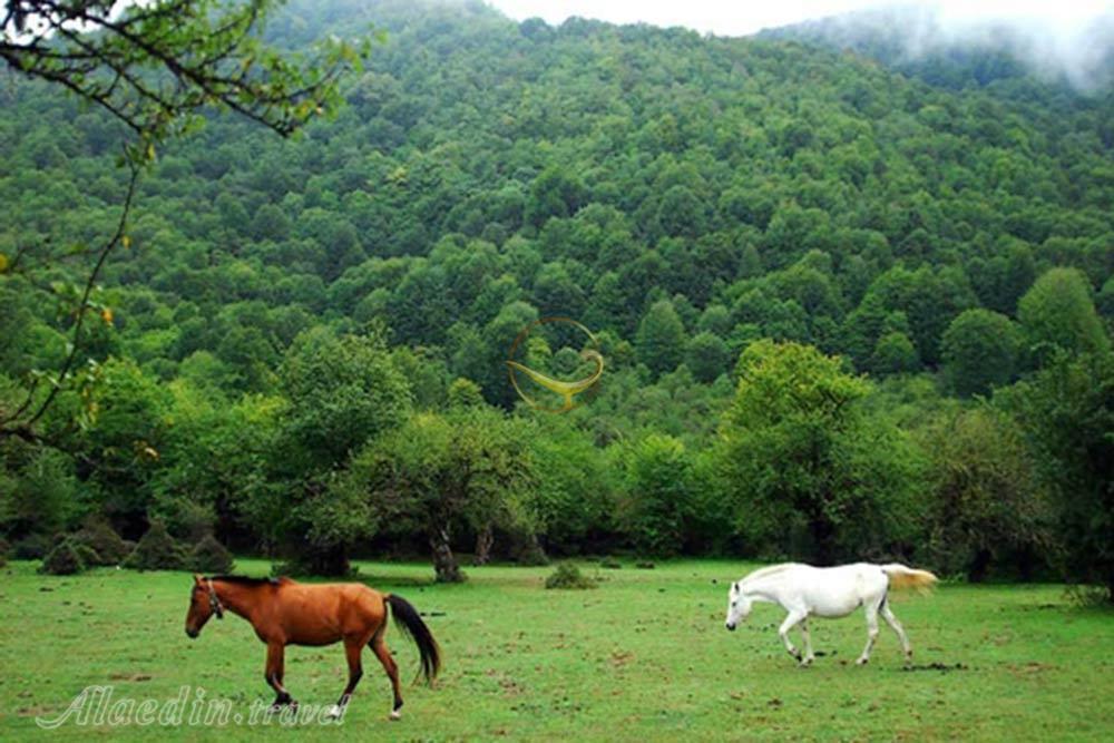 جنگل الیمستان آمل | علاءالدین تراول