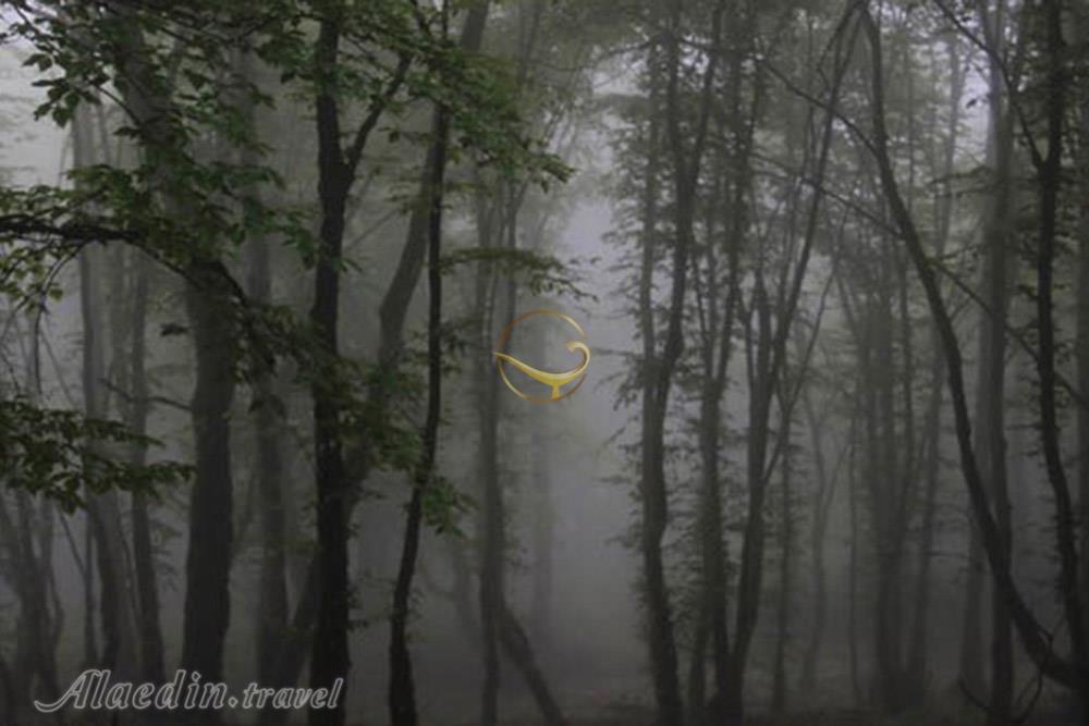 جنگل الیمستان آمل | علاءالدین تراول