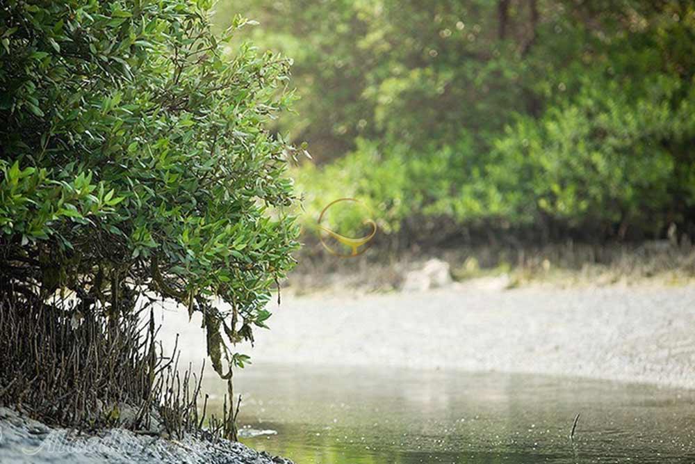 جنگل های حرا در عسلویه | علاءالدین تراول