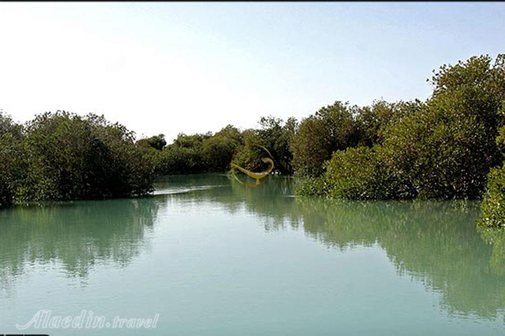 جنگل های حرا در عسلویه | علاءالدین تراول