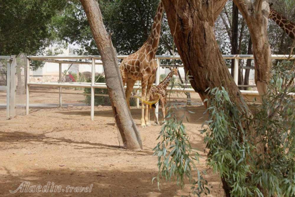 باغ وحش دوحه - قطر | علاءالدین تراول