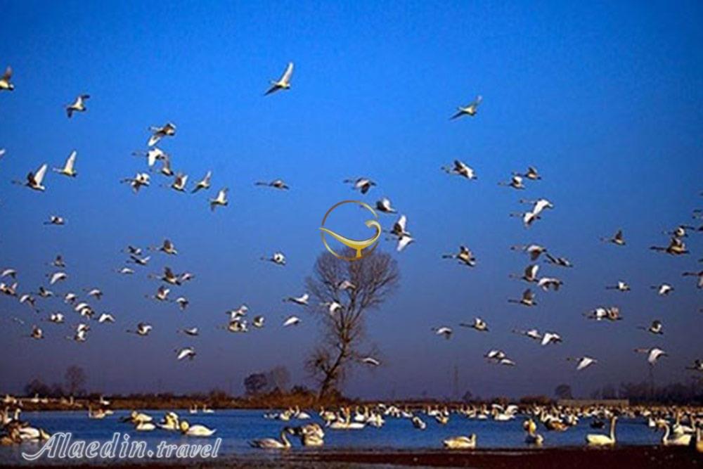 تالاب فریدون کنار | علاءالدین تراول