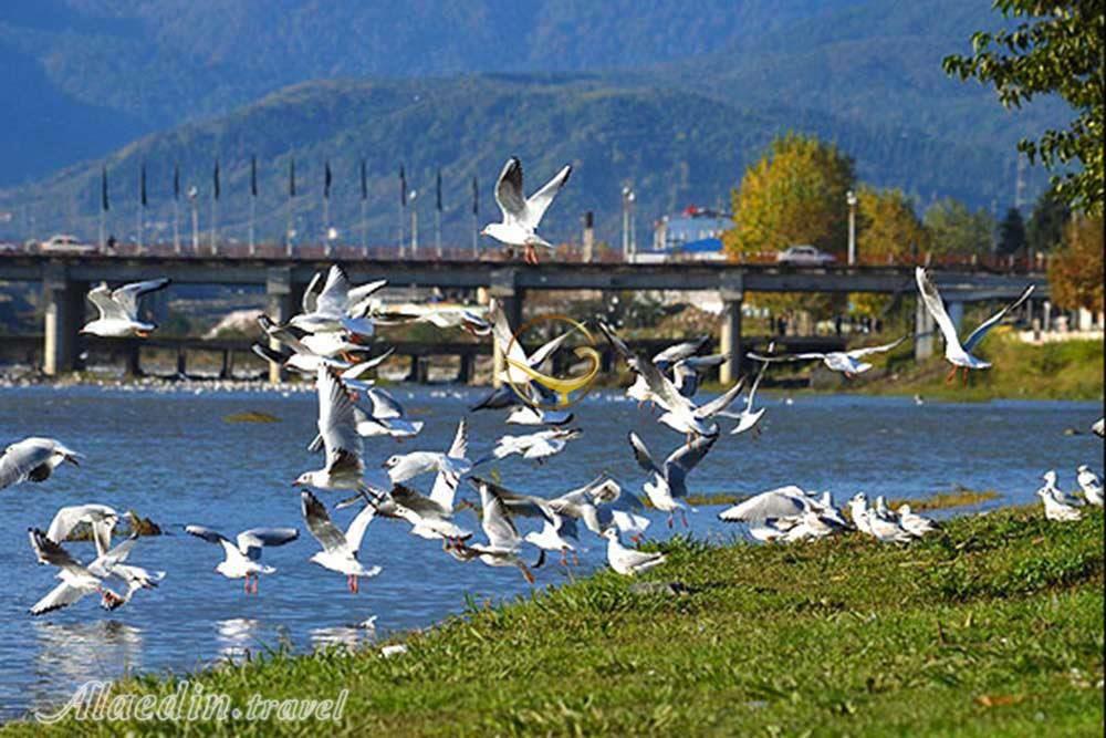 تالاب فریدون کنار | علاءالدین تراول