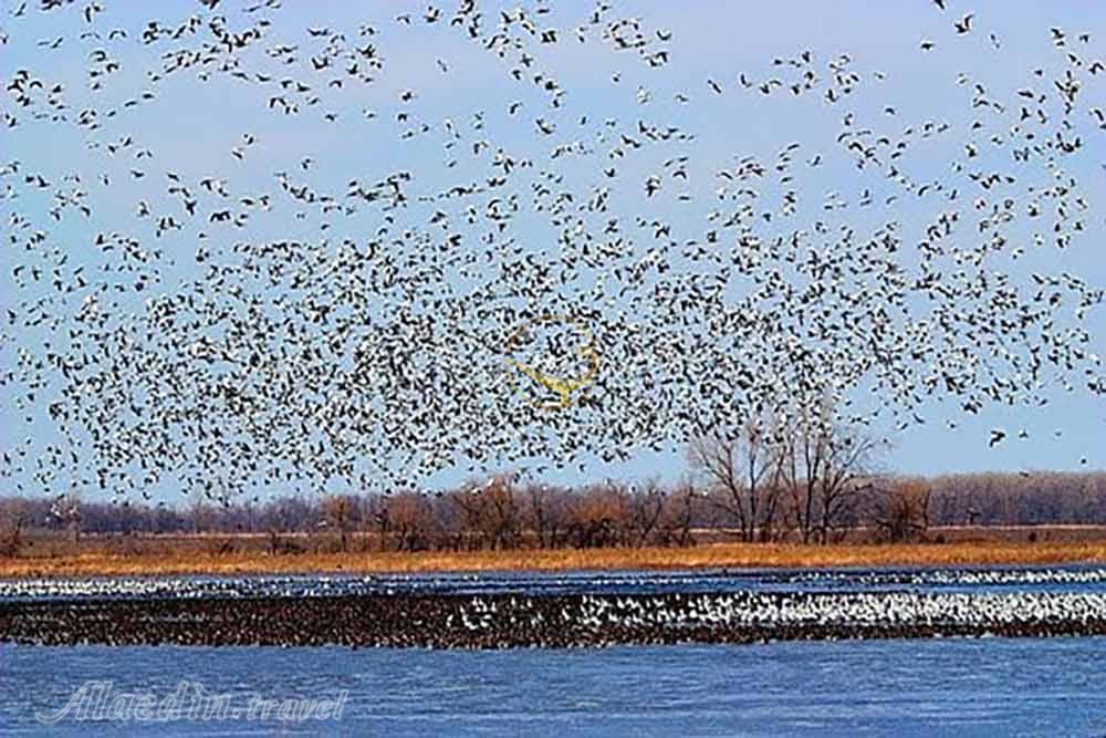 تالاب فریدون کنار | علاءالدین تراول