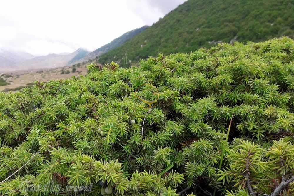 جنگل فینسک مهدیشهر | علاءالدین تراول