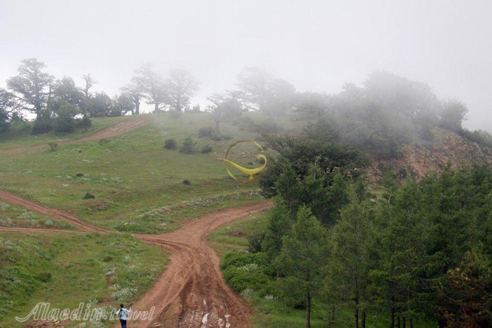جنگل رودبارک مهدیشهر | علاءالدین تراول