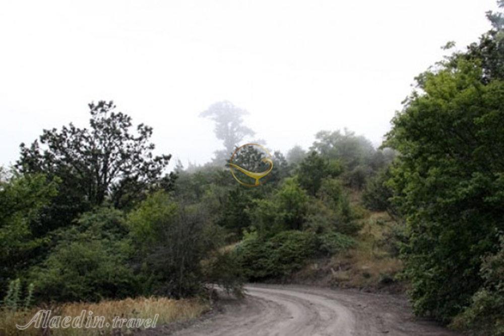 جنگل رودبارک مهدیشهر | علاءالدین تراول