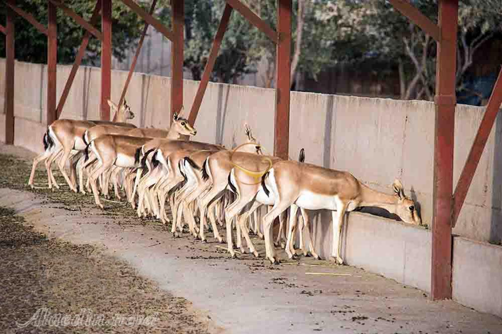 باغ آهو سریزد در مهریز | علاءالدین تراول