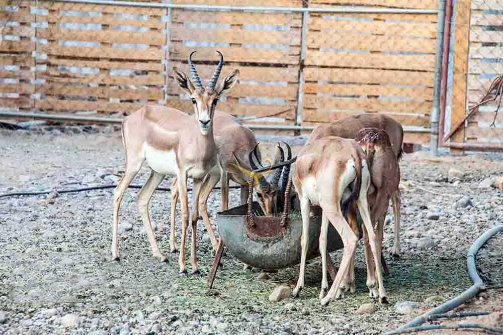 باغ آهو سریزد در مهریز | علاءالدین تراول