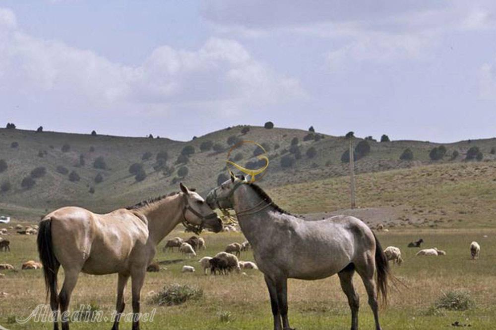 منطقه حفاظت شده گلول شیروان | علاءالدین تراول