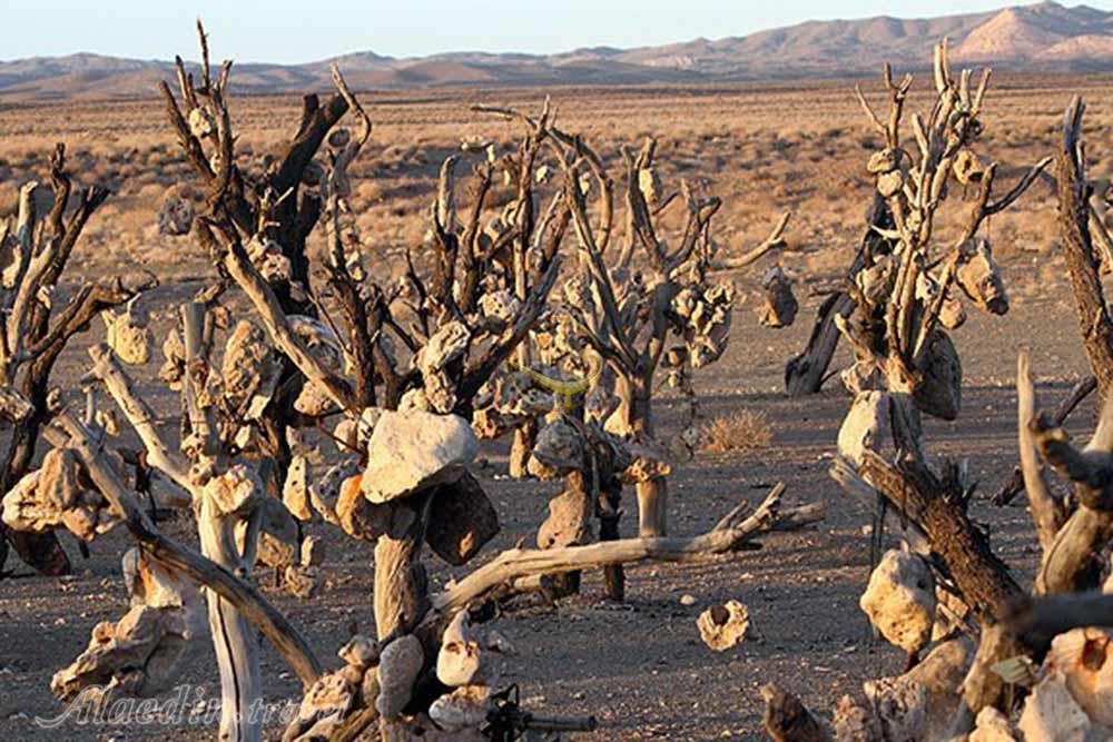 باغ سنگی سیرجان | علاءالدین تراول