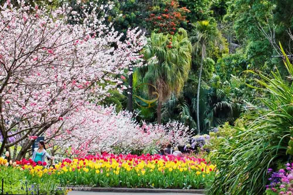 باغ گیاه شناسی سلطنتی سیدنی - استرالیا