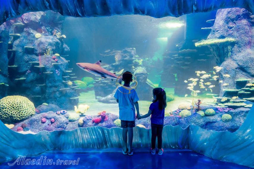 آکواریوم SEA LIFE سیدنی | علاالدین تراول