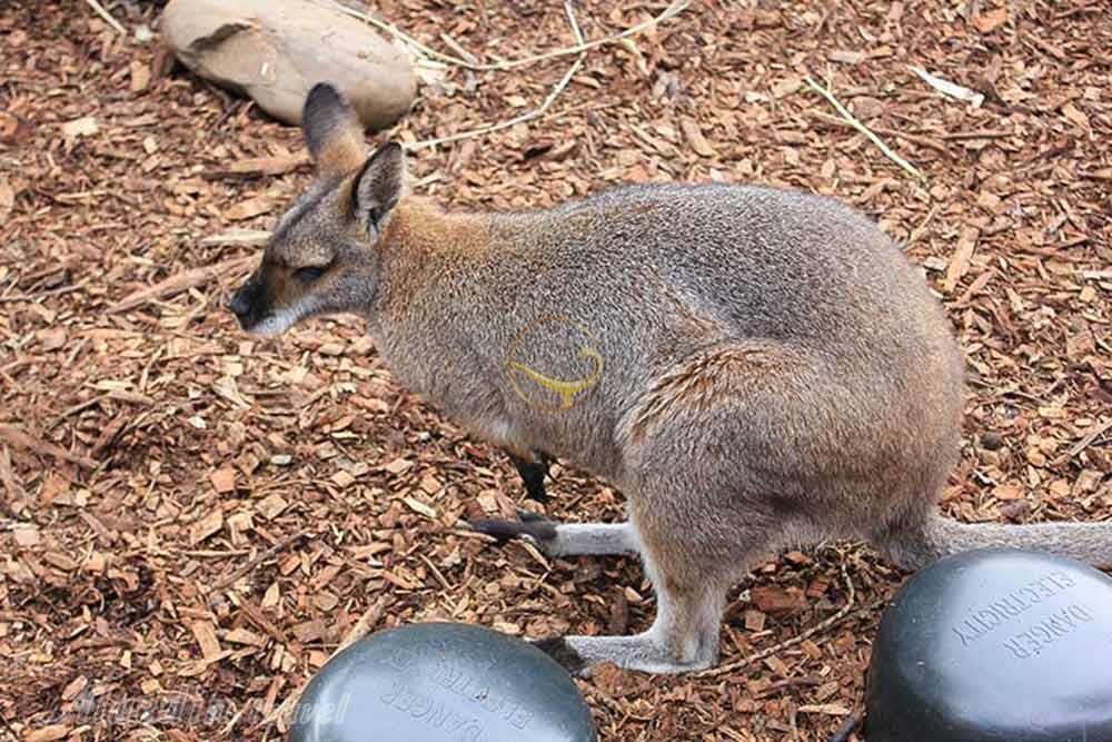 باغ وحش تارونگا سیدنی - استرلیا | علاءالدین تراول