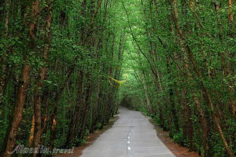 پارک جنگلی گیسوم تالش | علاءالدین تراول