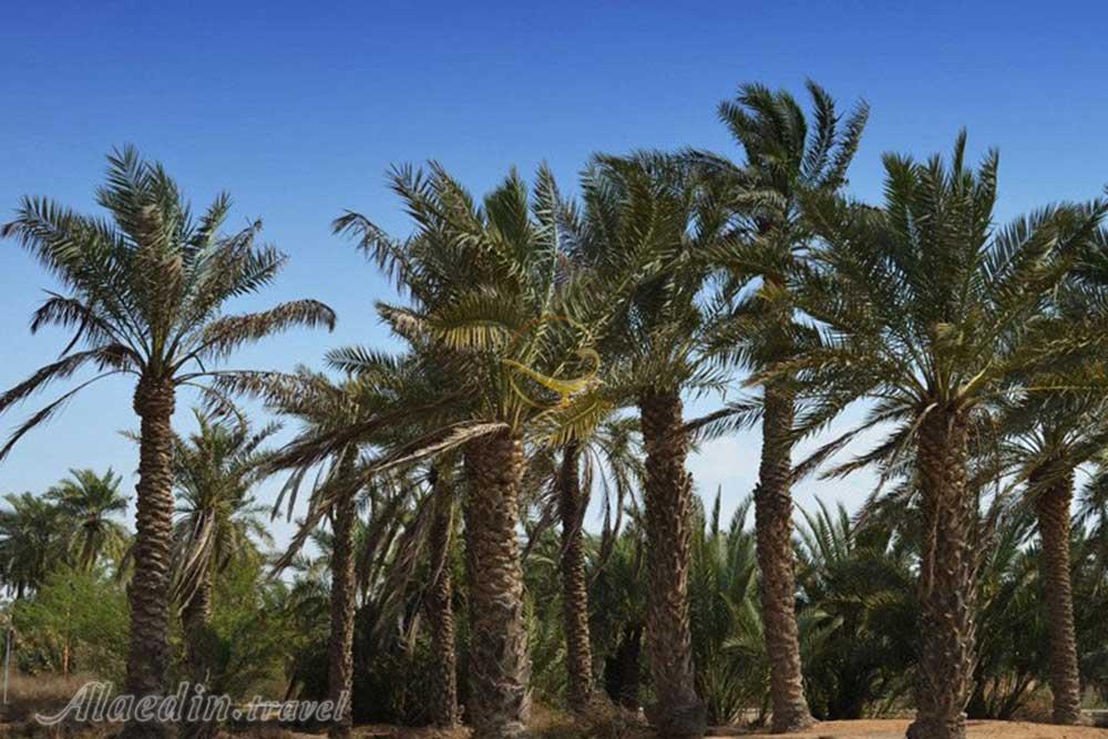 روستای شلحه امام حسن عسگری در آبادان | علاءالدین تراول