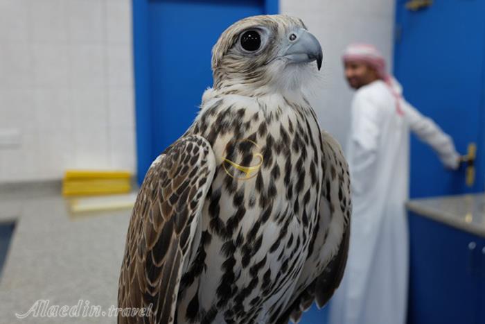 بیمارستان شاهین ها ابوظبی - امارات متحده عربی