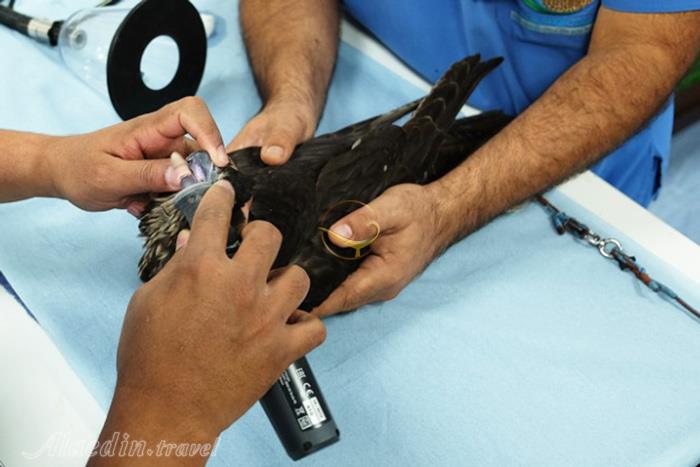 بیمارستان شاهین ها ابوظبی - امارات متحده عربی