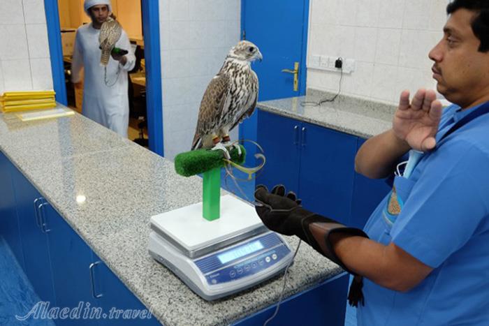 بیمارستان شاهین ها ابوظبی - امارات متحده عربی