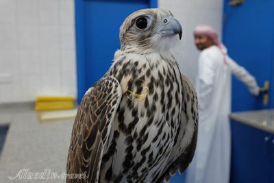 بیمارستان شاهین ها ابوظبی - امارات متحده عربی