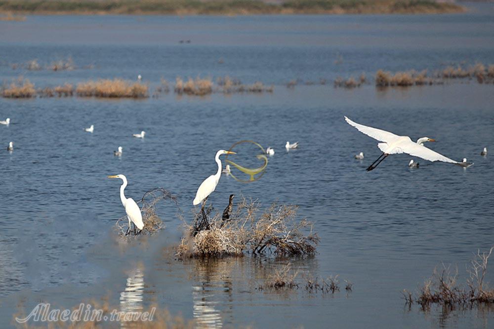 تالاب بامدژ اهواز | علاءالدین تراول
