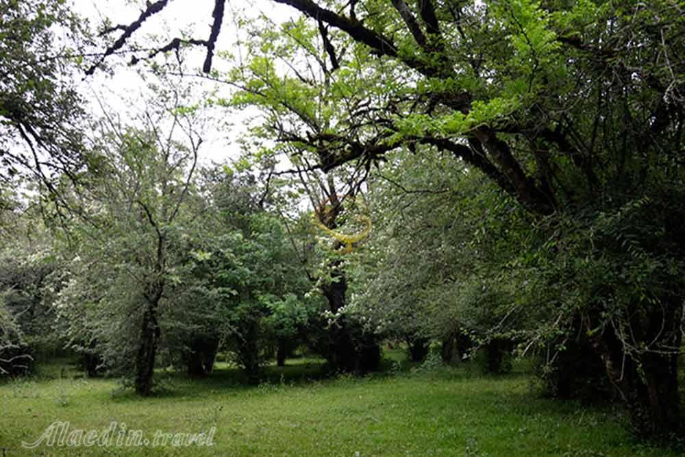 آبشار بلیران آمل | علاءالدین تراول