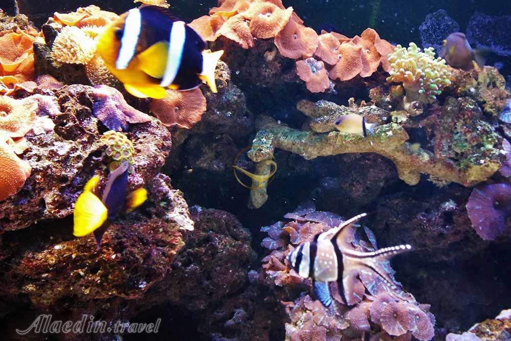 آکواریوم آکوا وگا آنکارا - ترکیه | علاءالدین تراول