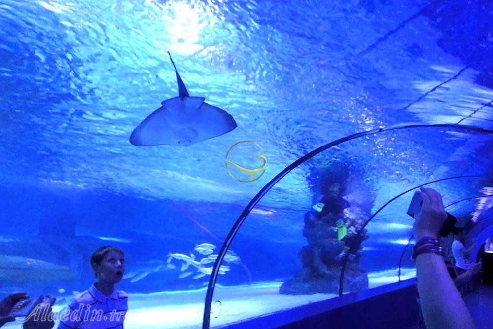 آکواریوم آنتالیا در ترکیه | علاءالدین تراول