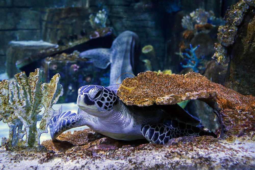 آکواریوم انزلی بندر انزلی | علاءالدین تراول