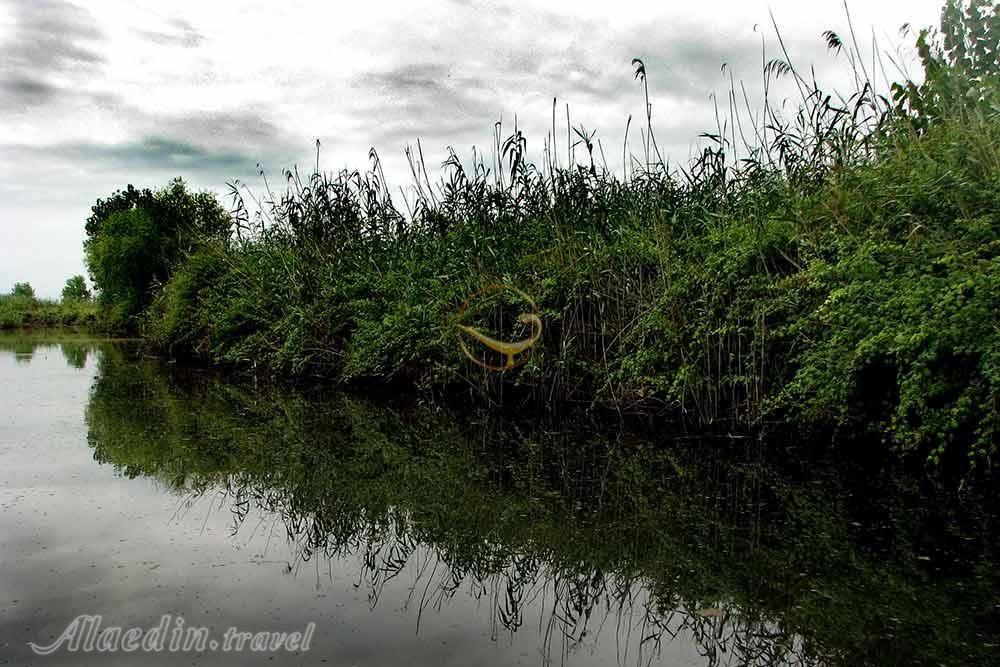 مرداب بندرانزلی | علاءالدین تراول