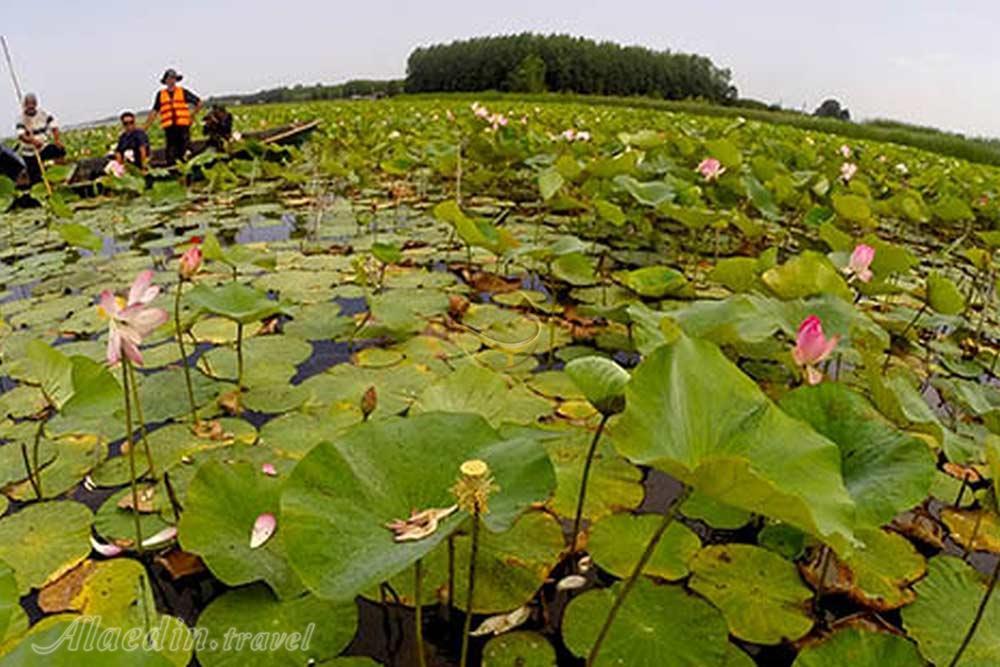 مرداب بندرانزلی | علاءالدین تراول