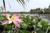 تالاب انزلی