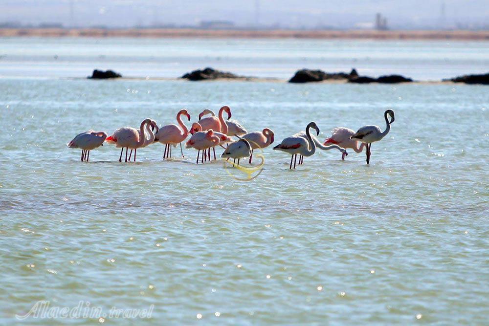 فلامینگوهای تالاب کویری میقان در اراک | علاءالدین تراول