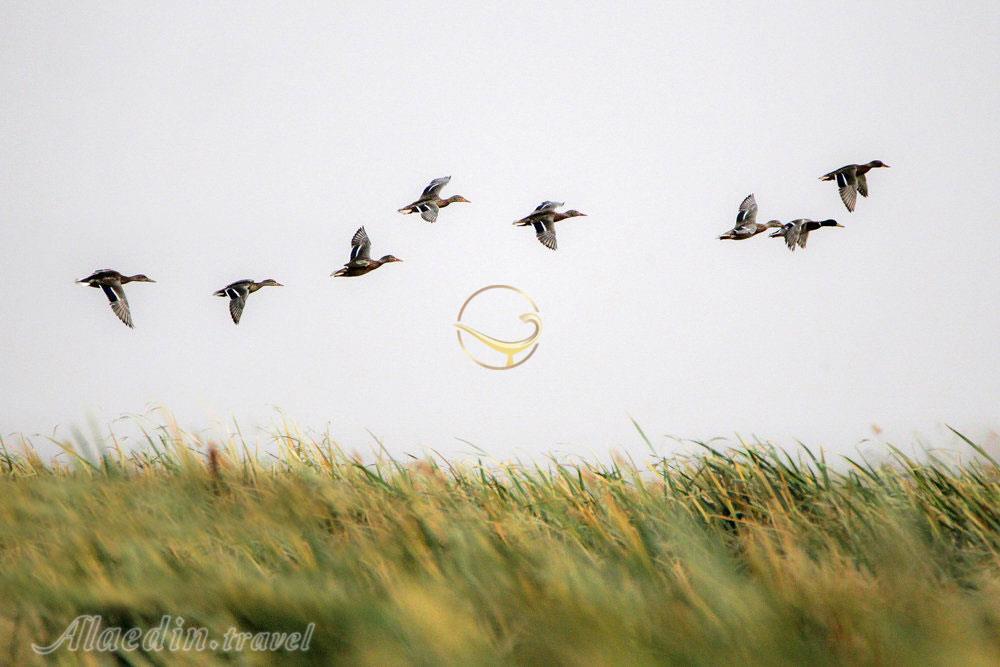 اردک های سرسبز تالاب کویری میقان در اراک | علاءالدین تراول