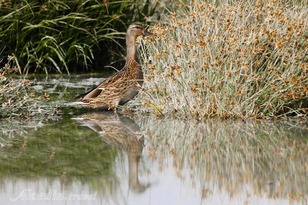 تالاب کویری میقان در اراک | علاءالدین تراول